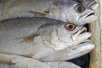 Fish exposed in fish market