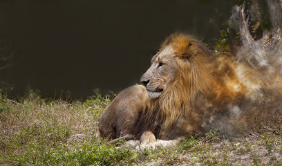 Fototapeta na wymiar Endangered Lion
