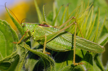 green locust on sunflower leaf