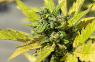 cannabis in blow ready for harvesting