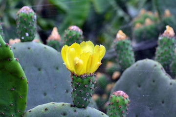 Bright yellow flower of cactus. Tropical vegetation.Canary Islands.Spain. 