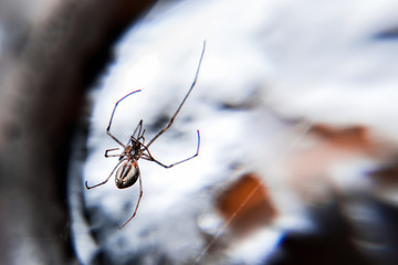 Spider on a spider web