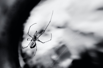 Spider on a spider web. Black and White