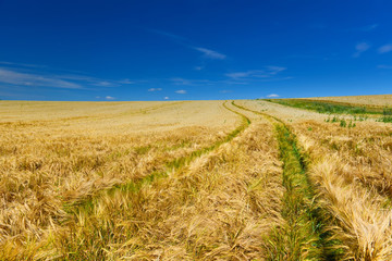 Wheat field