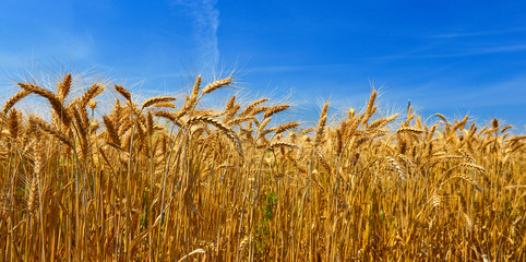 Wheat - 88429489
