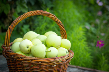 White apple variety Papirovka in a wicker basket on an old woode