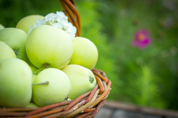 White apple variety Papirovka in a wicker basket on an old woode
