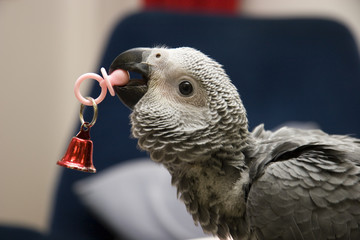 Young African Grey with a Toy in His Beak