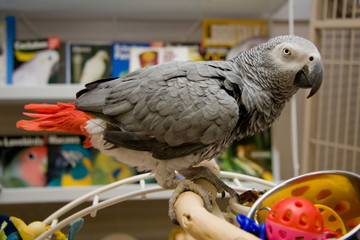 African Grey Perched on a Playstand