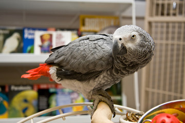 African Grey in a Pet Store