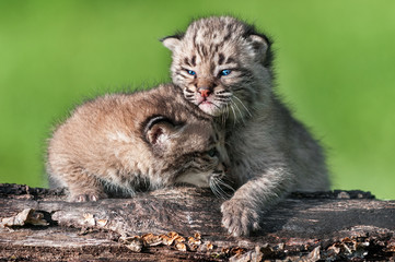 Naklejka na ściany i meble Baby Bobcat Kit (Lynx rufus) Comforts Sibling