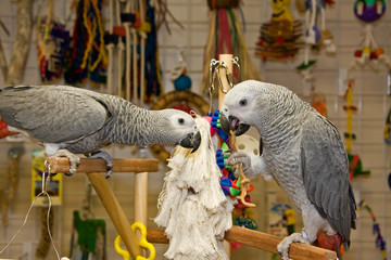 African Greys Playing on a Play Stand