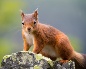 Naklejka na ściany i meble Red Squirrel, Lake District, UK