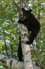 Young Black Bears (Ursus americanus) in Tree
