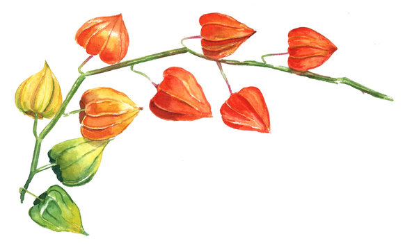 A watercolour drawing of a branch of physalis
