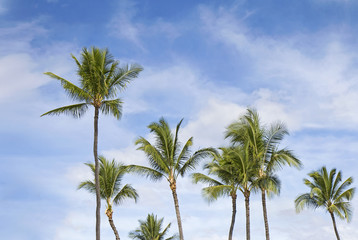 Fototapeta na wymiar Palms natural background