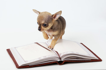 cute puppy chihuahua reading book
