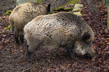 Wild Boar