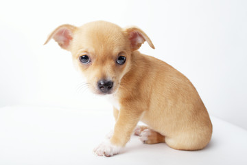little chihuahua puppy on white background