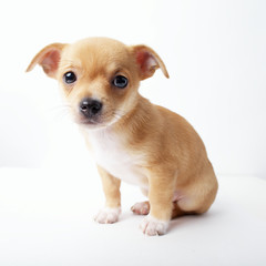 little chihuahua puppy on white background