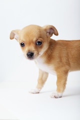 little chihuahua puppy on white background