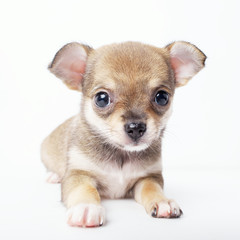 little chihuahua puppy on white background