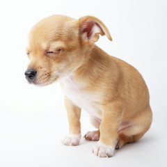 Obraz premium little chihuahua puppy on white background