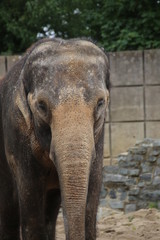 Fototapeta premium Medium shot of an asiatic elephant (Elephas maximus)