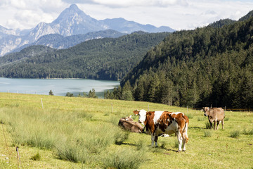 Cow on pasture, Alps in background, Germany