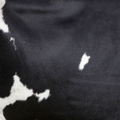 side of cow with white spots on black hide