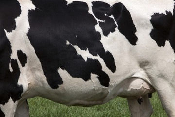 side of cow with black spots on white hide