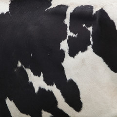 side of cow with black spots on white hide