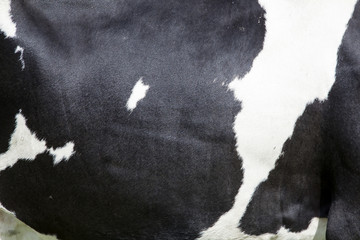 side of cow with black and white hide