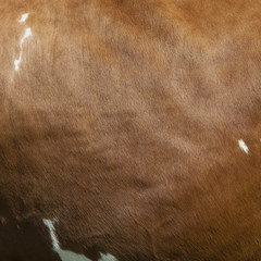 side of cow with white spots on light brown hide - obrazy, fototapety, plakaty