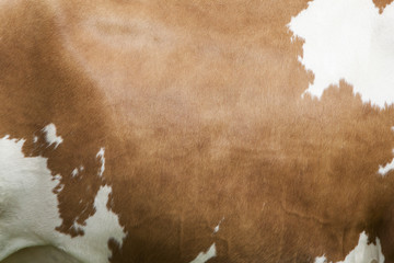 side of cow with white spots on light brown hide