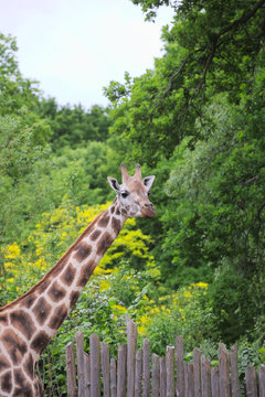 Rothschilds Giraffe (Giraffa camelopardalis rothschildi) in front of green trees and palisade