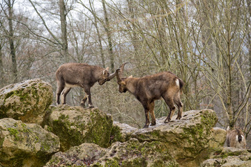 Alpine Ibex