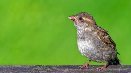 Young house sparrows (passer domesticus) with leftovers on its beak after eating berrie
