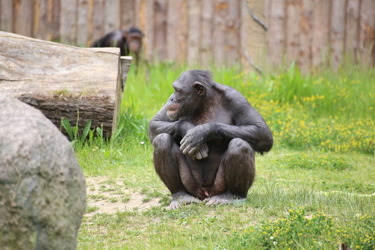 A chimpanzee (Pan troglodytes) sitting on the ground