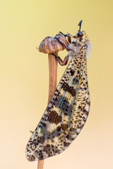 antlion - Palpares libelluloides.