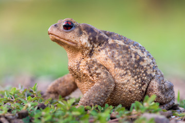 Bufo bufo
