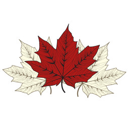 Maple Leaves