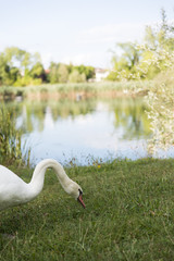 cigni nel parco che nuotano