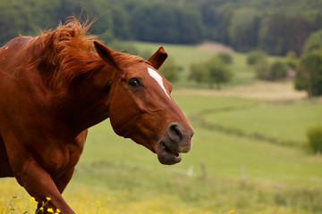 Fuchs schüttelt sich © Nadine Haase