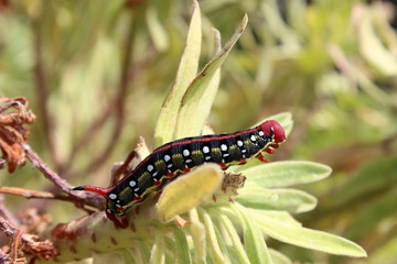 Raupe Wolfsmilschschwärmer Hyles euphorbiae