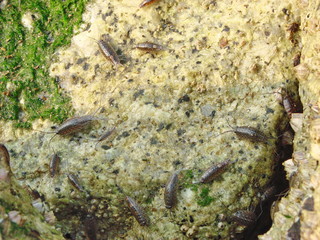 Прибрежные тараканы