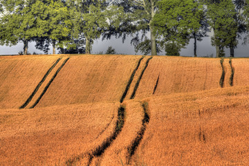 Plony Warmii - Polska  © Wojciech Lisiński