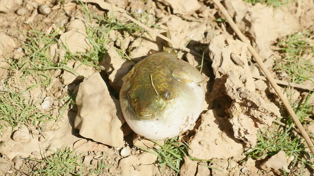 Inflated blowfish caught from river ( close up )