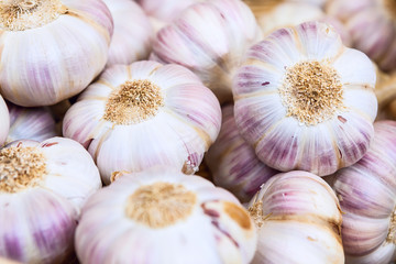 White purple Italian garlic heads on display for sale at farmers
