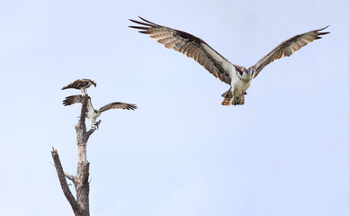 Fototapeta na wymiar Osprey Flying Toward You While Another Pair Settle on a Dead Tre